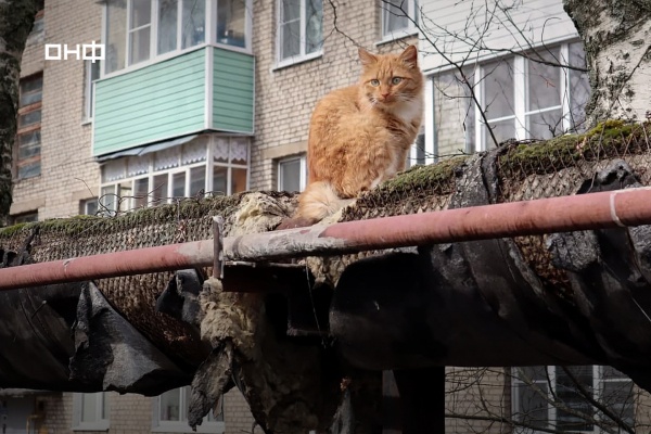 Более 1 700 котов смогут греться зимой на поврежденных теплотрассах в Нижегородской области - фото 1
