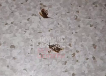 Нижегородские родители жалуются на тараканов в палатах детской больницы № 1 - фото 1