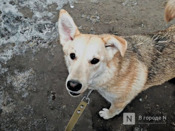 Брошенные человеком. Трогательный репортаж из приюта для бездомных животных в Нижнем Новгороде - фото 31